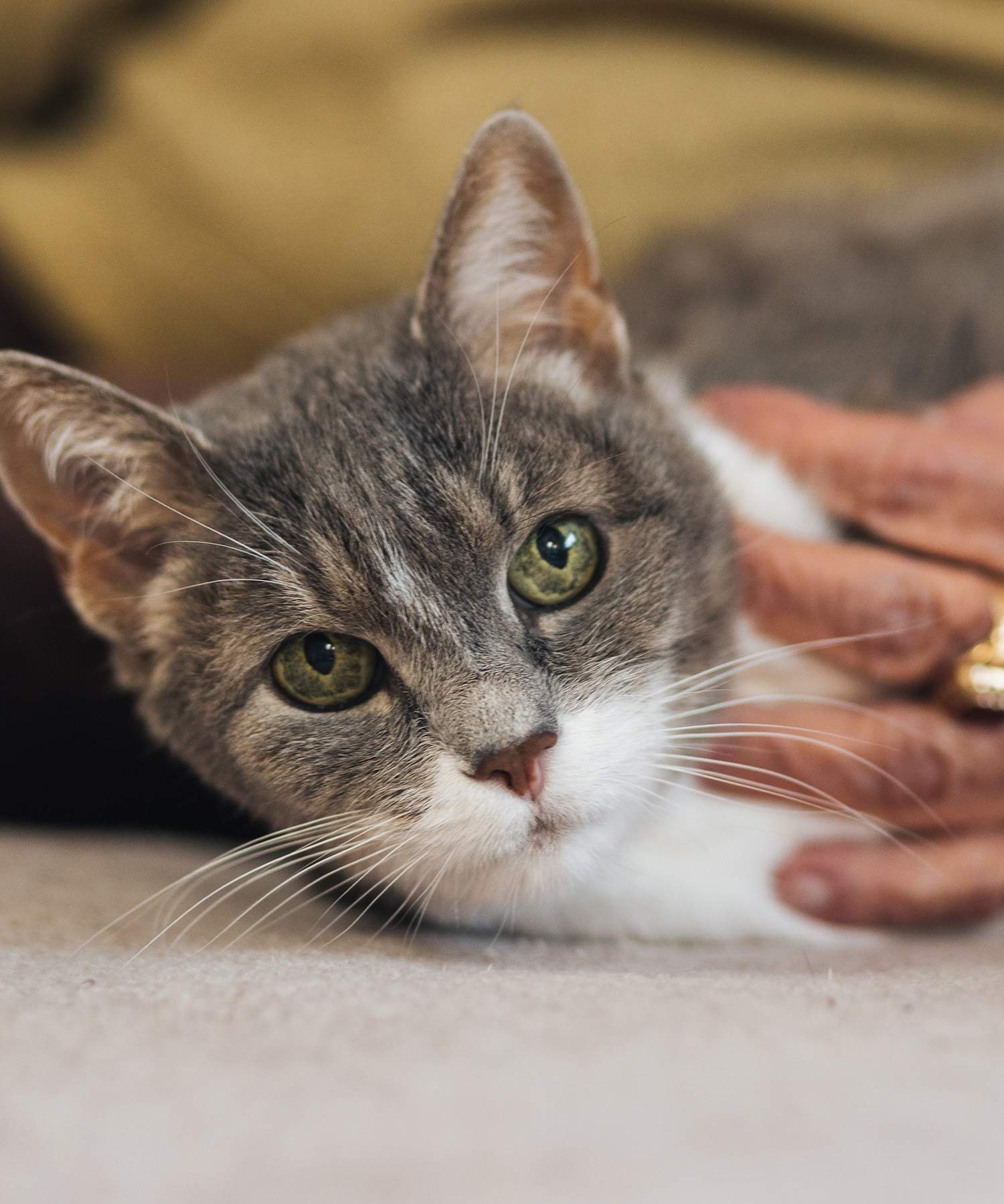 cat laying on its side
